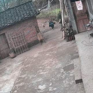 一个被鸡撵着跑的小朋友