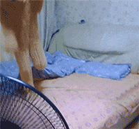 一只萌熊在床上蹦蹦跳跳真可爱，看到有人来了，躺下秒睡