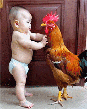 大公鸡你别动，让我亲亲你的脸，从此我们就是好朋友了