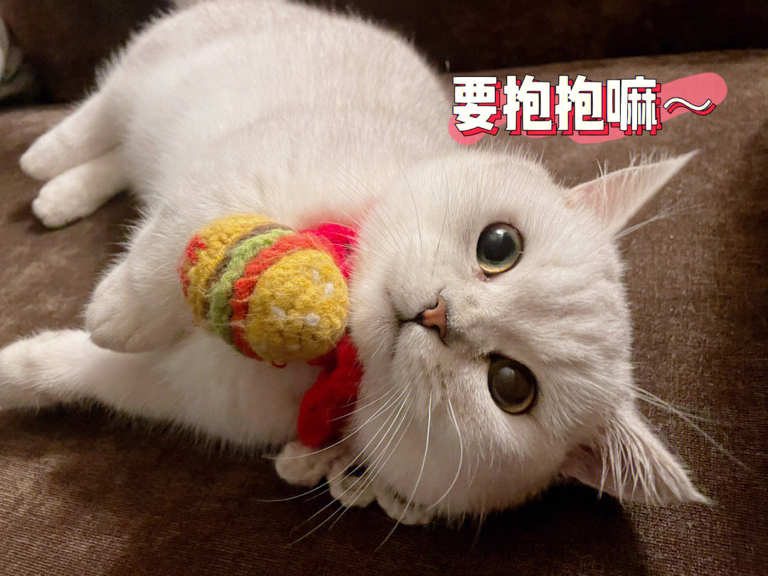 可爱的猫咪躺在地上求抱抱