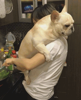 主人抱着狗狗炒菜