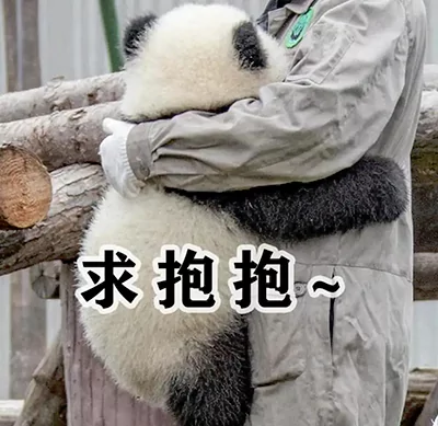 熊猫宝宝求抱抱