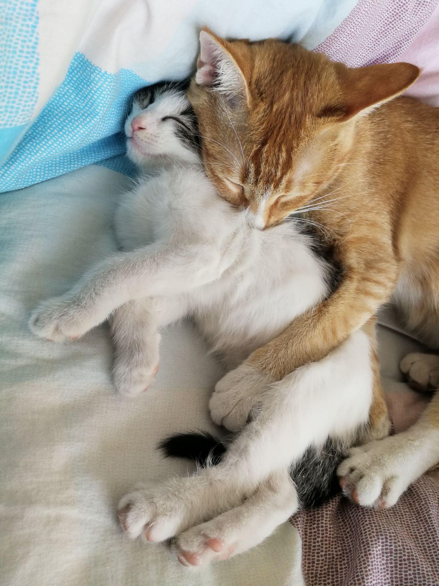 大猫抱着小猫睡觉觉，感觉真友好