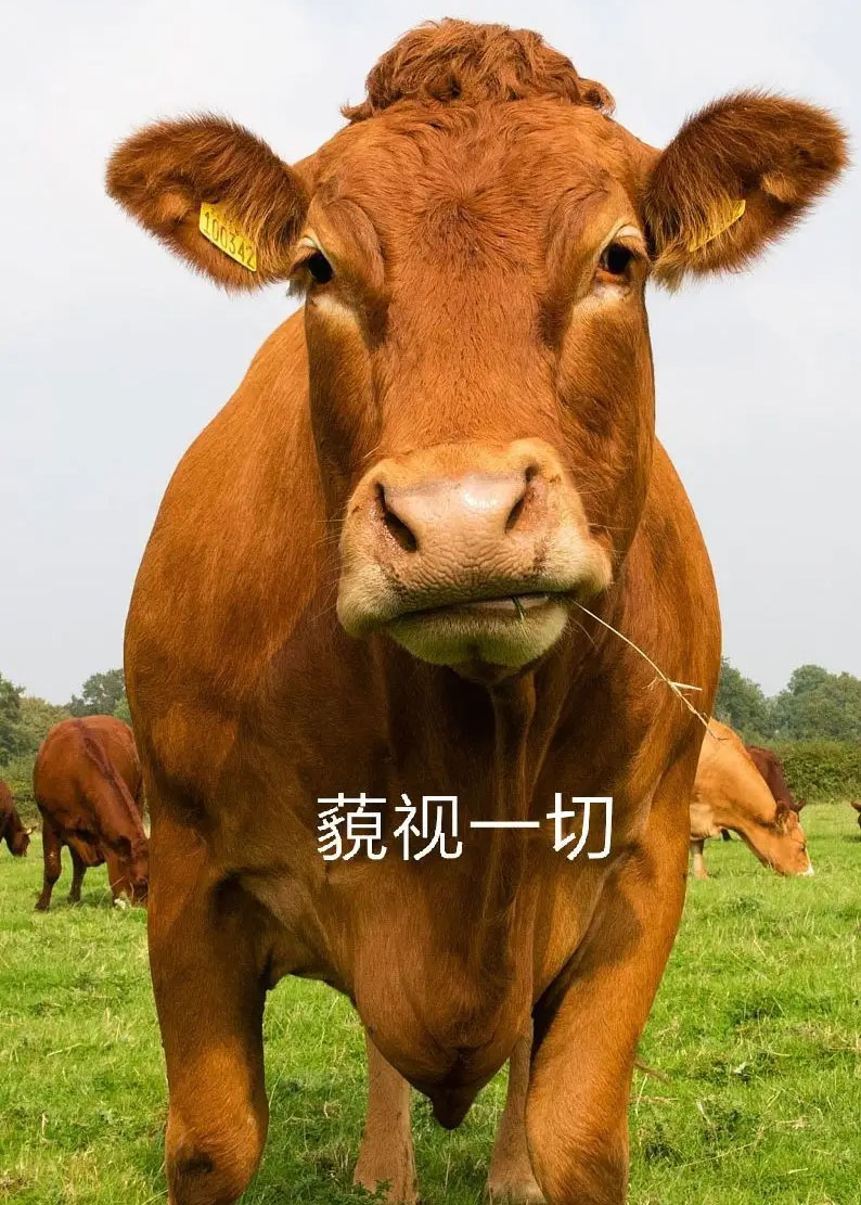 藐视一切的老黄牛