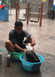难得下场大雨，二货主人带着狗狗在雨中洗头
