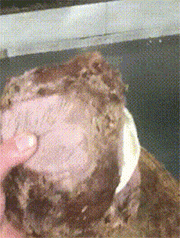 老婆给做的牛肉汉堡，这一个应该够吃了吧