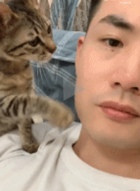猫咪把主人的脸拽过来，温柔的撒个娇