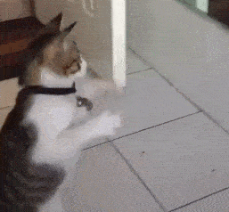 对着镜子练拳击的猫咪，练熟去揍狗狗