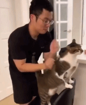 猫咪第一次享受到主人的捶背服务