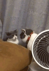 大猫趁主人不在家时对小猫咪耍流氓