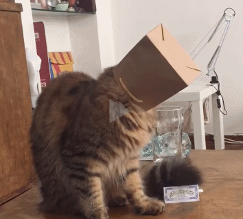 脑袋套上盒子摇摆的猫咪