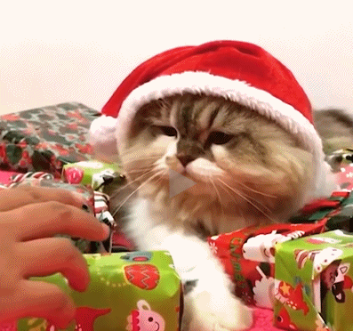 护着圣诞礼物的猫咪，谁也别想从这拿走