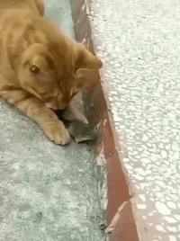 猫咪：敢抢我的猎物？我跟你没完