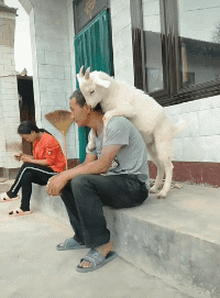 我的主人我来亲，我待主人如初恋