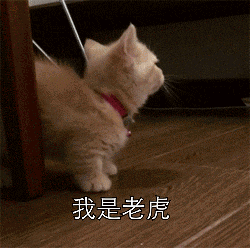 小猫咪学老虎霸气吼叫