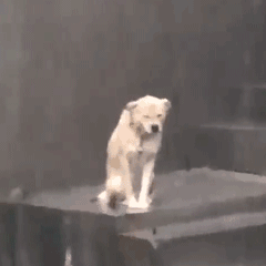 犯错的狗狗蹲在室外淋雨