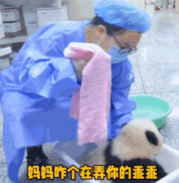 饲养员把熊猫漂亮的脸蛋擦干净