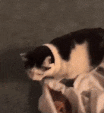 猫咪抢主人的鸡腿吃