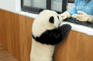 两只聪明的熊猫相互配合爬高高