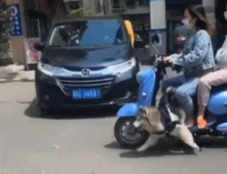 骑电动车带狗狗跑步训练