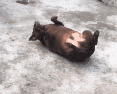 躺在地上撒娇不起来的大黑猪