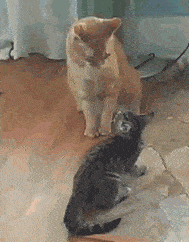 小猫被大猫血脉压制后无法动弹