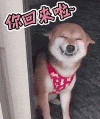 狗狗站在大门口喜迎主人回家