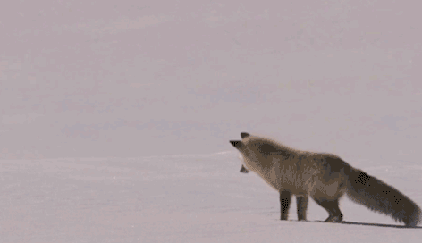 跳得高高扎进雪地里的狐狸