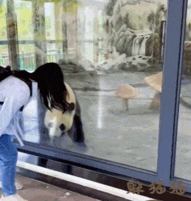 熊猫宝宝跟美女玩躲猫猫游戏