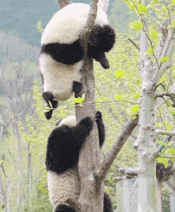 两只在树上打架的大熊猫