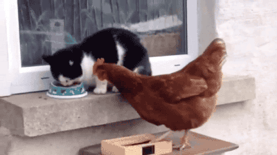 母鸡与猫猫抢食，气不过的猫咪给鸡一顿疯狂输出