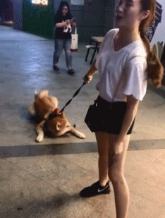 狗狗爬在地上不肯回家，美女主人拽不动很无奈