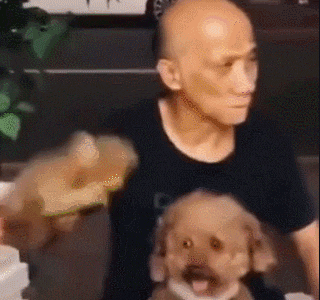 天气有点热，主人就是我的电风扇
