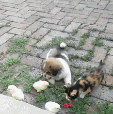 猫猫狗狗一起玩吃鸡游戏