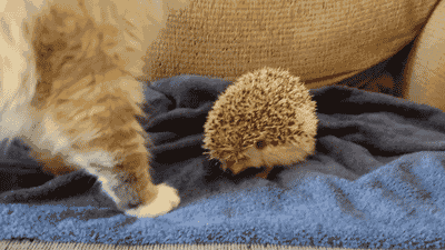 猫咪被刺猬扎到尾巴了，吓到怀疑猫生