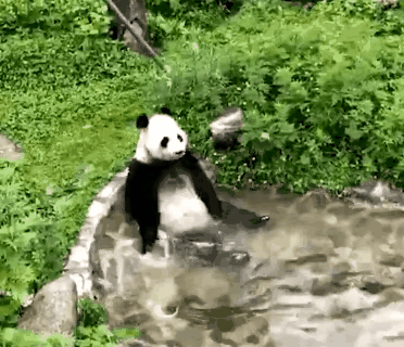 坐在水池里洗澡的大熊猫
