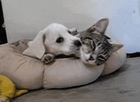 狗狗与猫猫亲热的画面