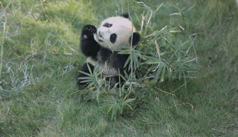 快乐吃竹叶的可爱小熊猫