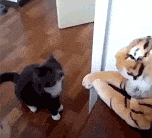 猫喵对假老虎毫不手软，连续挥动喵喵拳