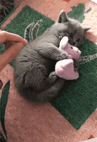 猫咪：这是我心爱的小玩具，谁也别想把它从我怀里拿走