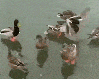 鸭子世界里的争强好胜，飞身滑过来背后偷袭