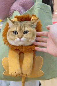 给猫咪订制的露头袋子，真是可爱到爆，出门逛街必备