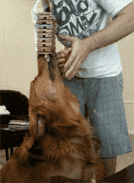 主人在狗狗嘴上摆木块练习平衡，忠诚的狗狗非常的配合