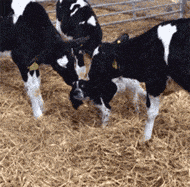 一只小狗误闯入牛圈，被母牛像孩子一样的对待，吓得不敢动弹