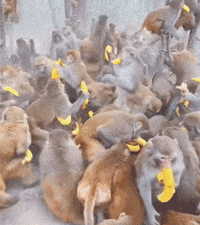 猴子争抢香蕉的画面堪比超市打折促销人挤人的场景，真是热闹非凡