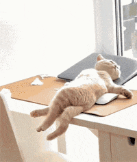 主人天天对这个东西很感兴趣，让本喵来感受一下有何奇妙之处