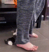 家有一只爱黏人的猫是何感觉？大概就是这样走哪都被它抱着裤脚吧