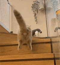 小猫：伙计冷静点，千万别激动，我陪你一起玩好了