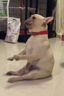 主人说要表演才艺才有骨头啃，所以我给大家来段甩头舞