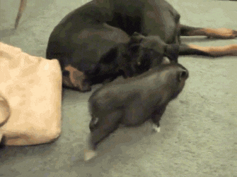 小黑猪在狗狗身上来回蹦跶，我就静静的看你表演